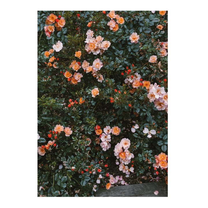 Rose juliste - 70 x 100 cm - Fine Little Day