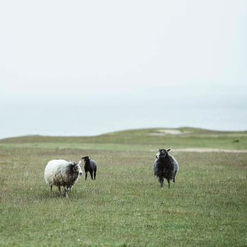 Velvet villapeite - ruoste - Klippan Yllefabrik