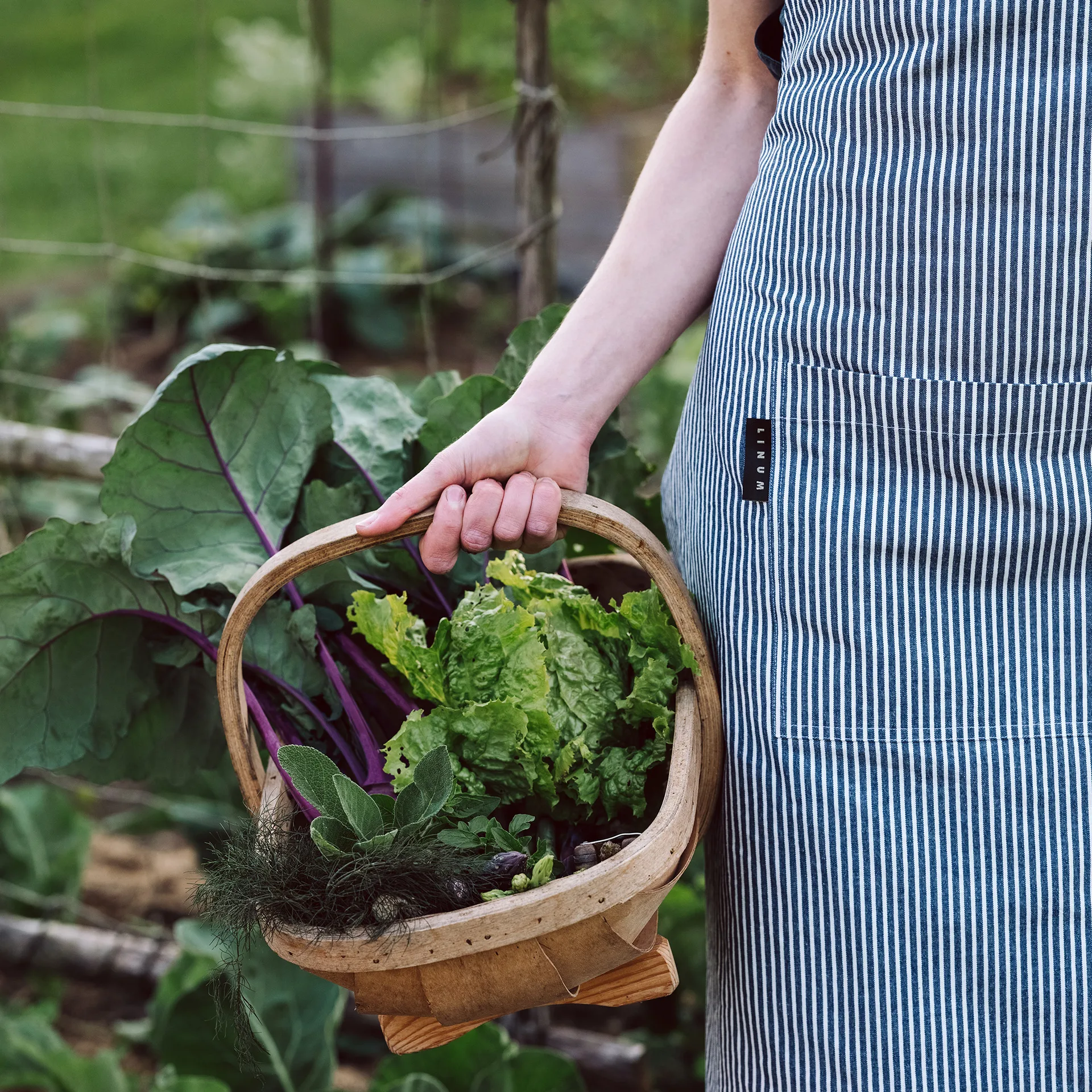Emma essu, Indigonsininen Linum