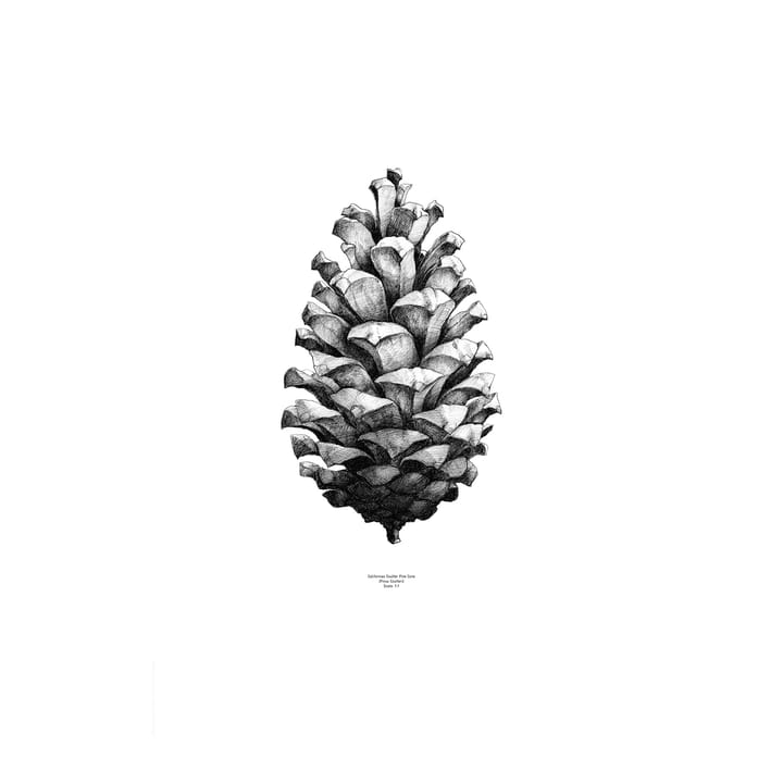 1:1 Pine Cone juliste, valkoinen, 50x70 cm Paper Collective