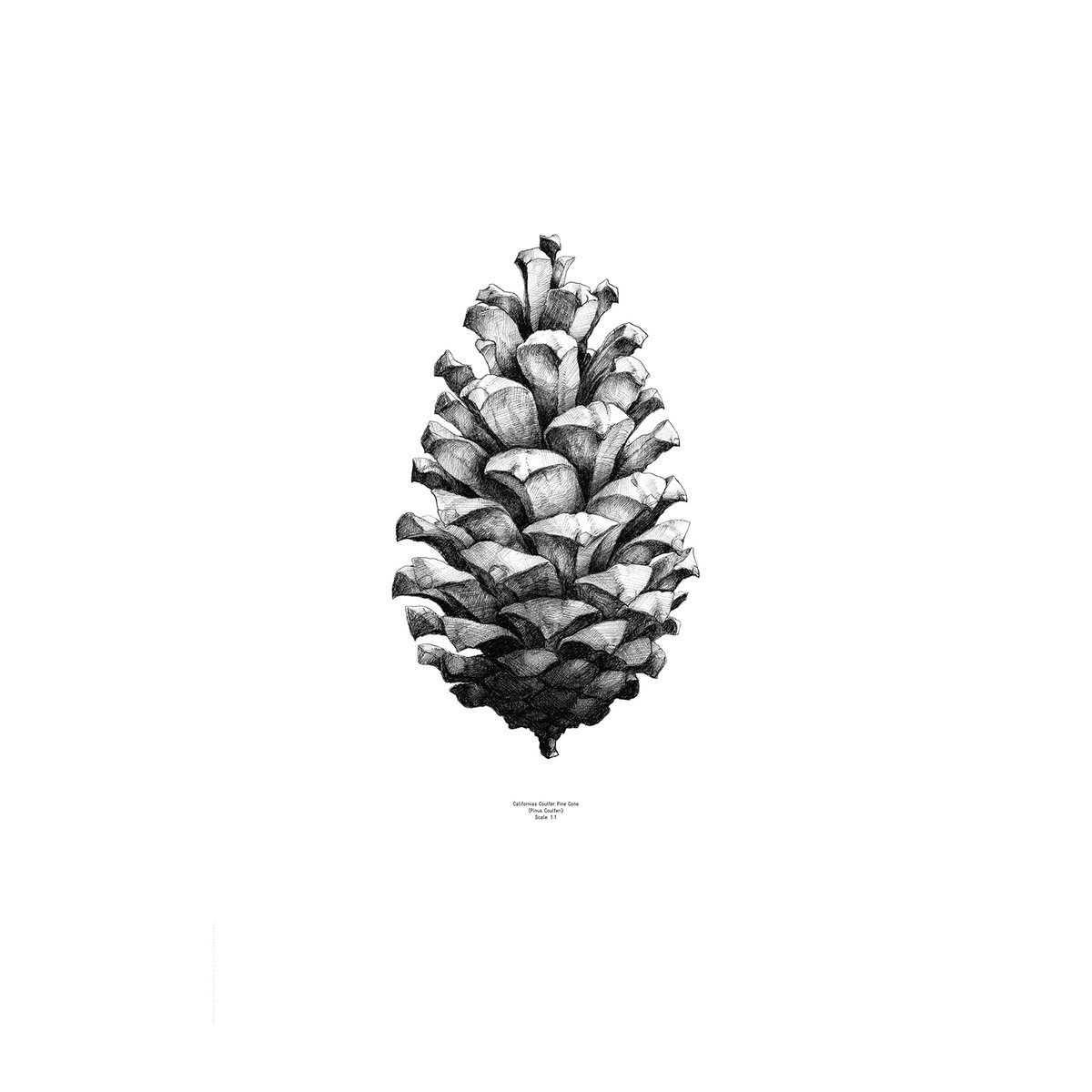 Paper Collective 1:1 Pine Cone juliste valkoinen 50×70 cm