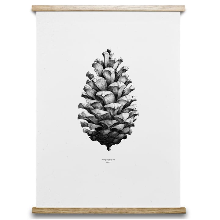 1:1 Pine Cone juliste, valkoinen, 50x70 cm Paper Collective