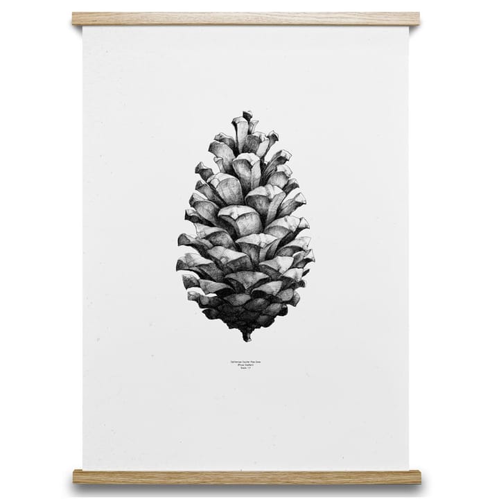 1:1 Pine Cone juliste - valkoinen, 50x70 cm - Paper Collective