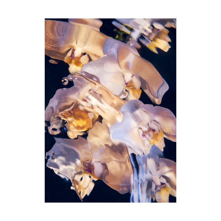 Flora Aquatica 01 juliste - 30x40 cm - Paper Collective