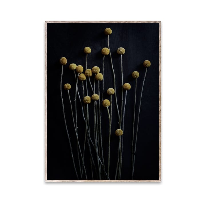 Still Life 01 Yellow Drumsticks juliste, 30x40 cm Paper Collective
