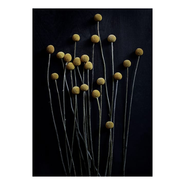 Still Life 01 Yellow Drumsticks juliste - 30x40 cm - Paper Collective