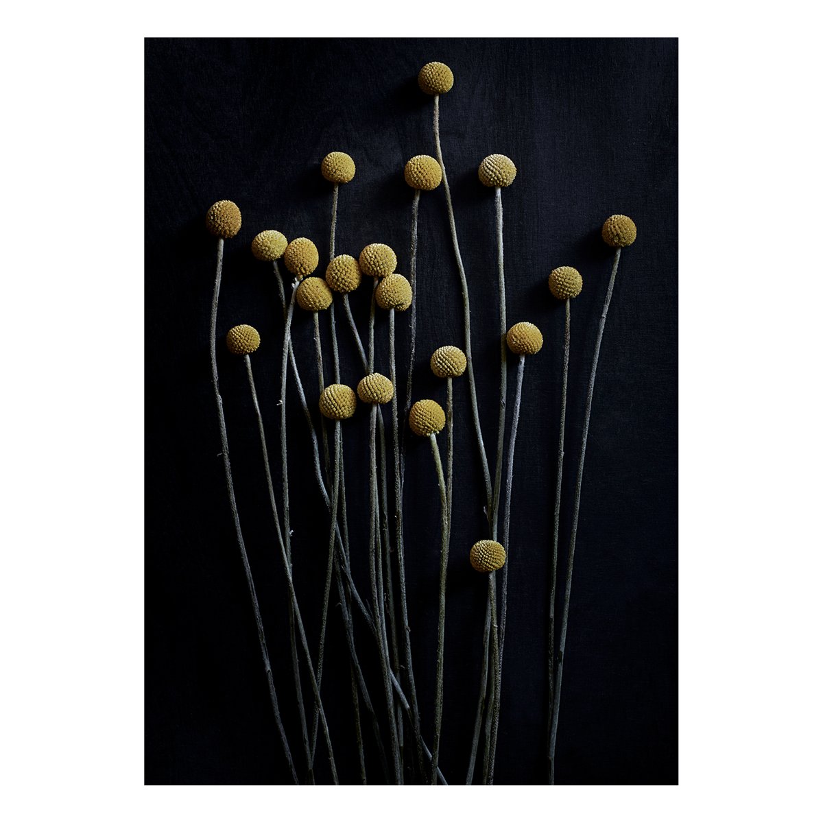 Paper Collective Still Life 01 Yellow Drumsticks juliste 30×40 cm