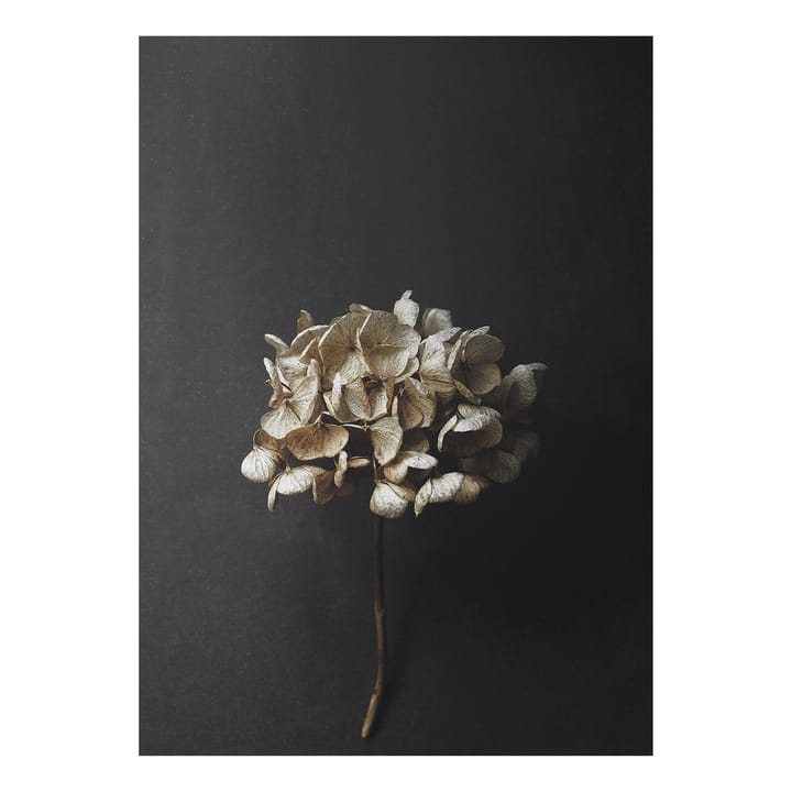 Still Life 04 Hydrangea juliste - 30x40 cm - Paper Collective