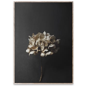Still Life 04 Hydrangea juliste - 50x70 cm - Paper Collective