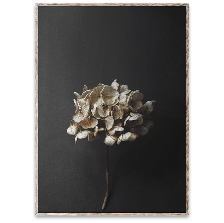 Still Life 04 Hydrangea juliste - 50x70 cm - Paper Collective