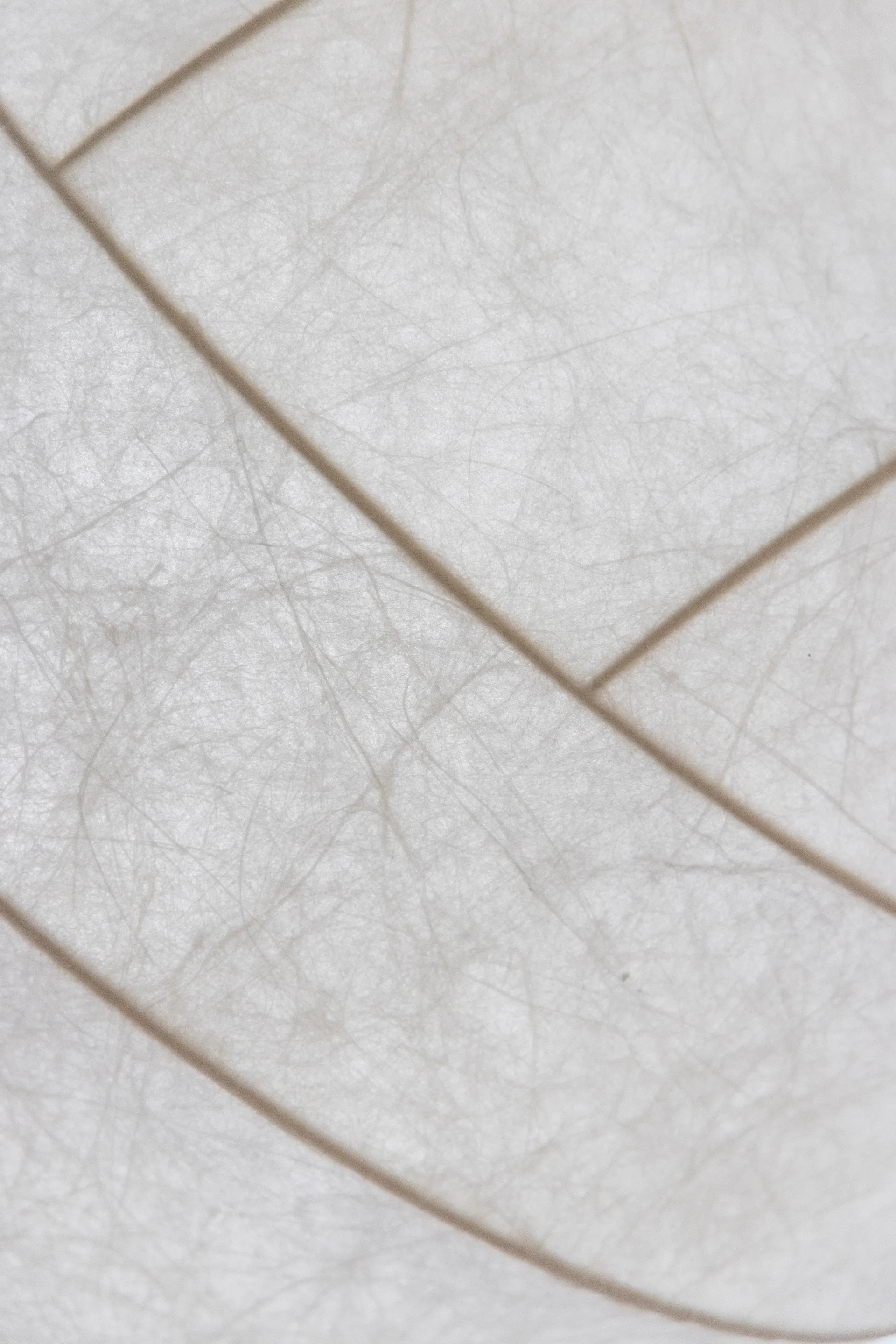 Turner 80 riippuvalaisin, Valkoinen Pholc