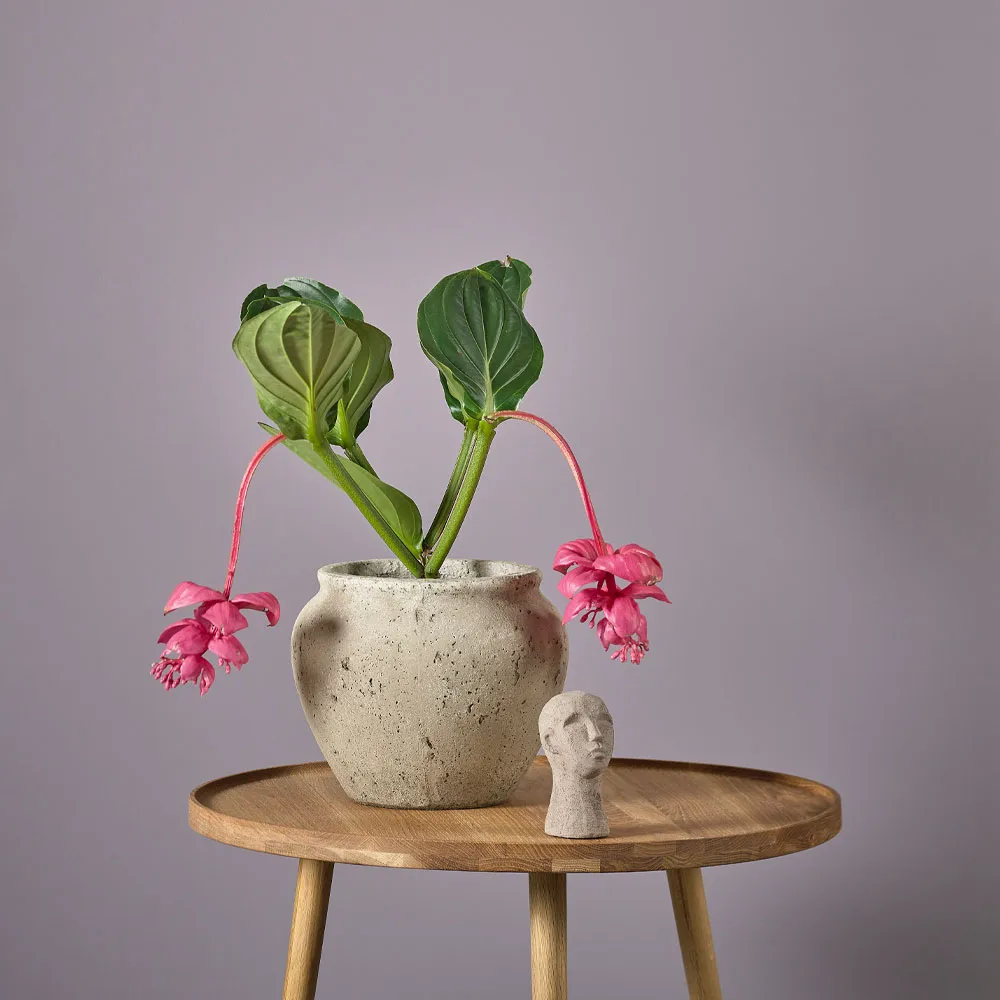 Loev ruukku, Harmaa, keskikokoinen Ø30.5 cm Villa Collection