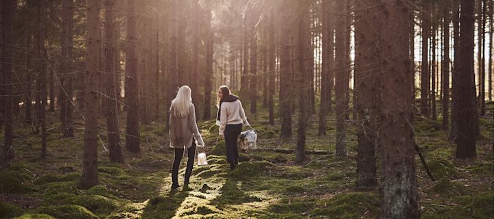 Syksyisessä To-Do listassa annamme sinulle paljon vinkkejä siitä, mitä voit tehdä tänä syksynä Skandinaviassa - esimerkiksi kävellä metsässä ja kerätä sieniä.