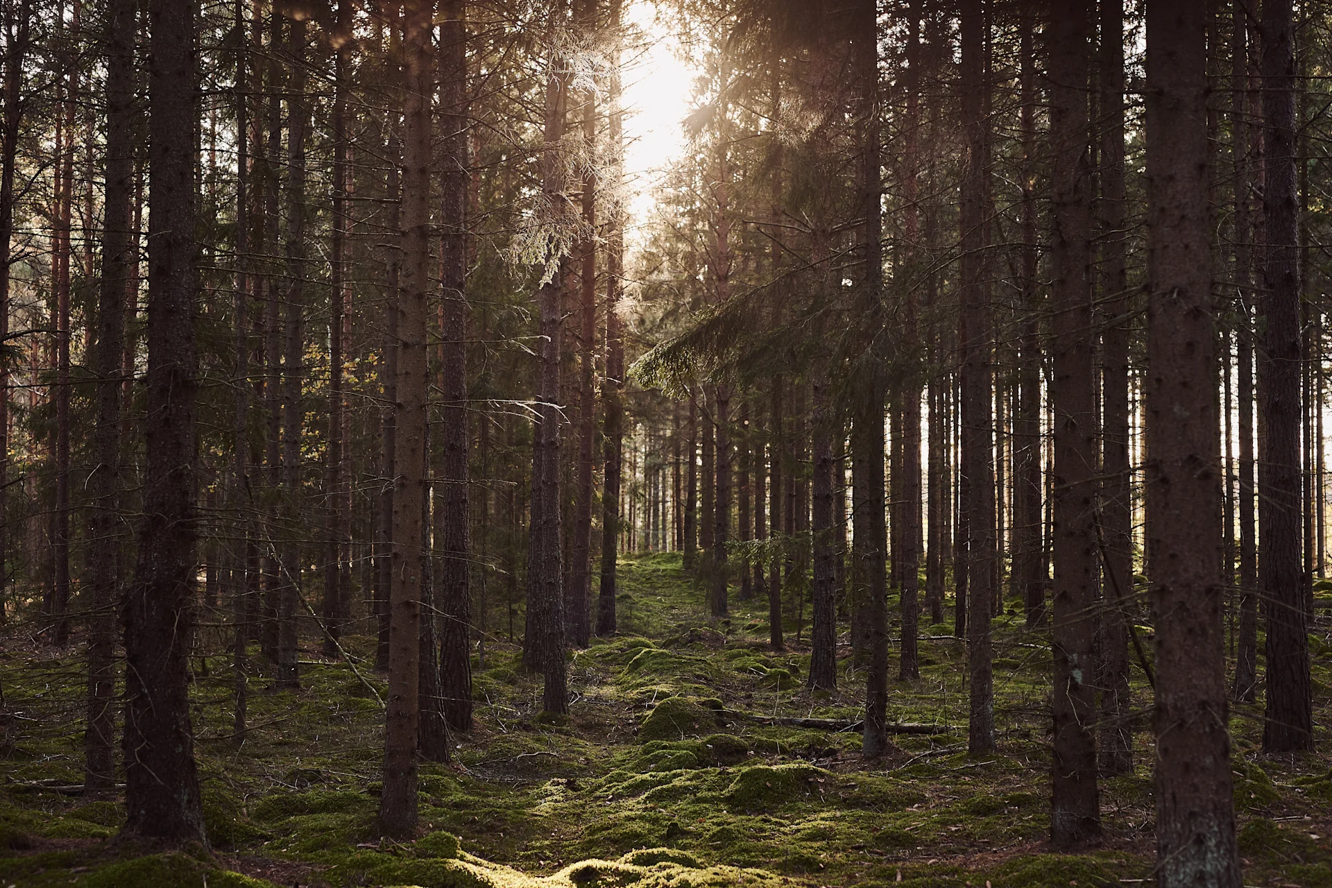 Syksyisessä To-Do listassamme annamme sinulle paljon vinkkejä siitä, mitä voit tehdä tänä syksynä Skandinaviassa - esimerkiksi syksyinen kävelyretki metsässä.