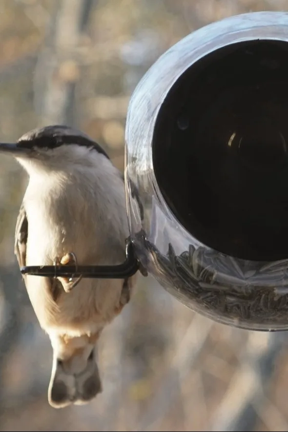 Haluatko tehdä jotain tyypillistä skandinaavista tänä syksynä? Ruoki lintuja Rosendahlin Birds-lintusyöttölaitteella.