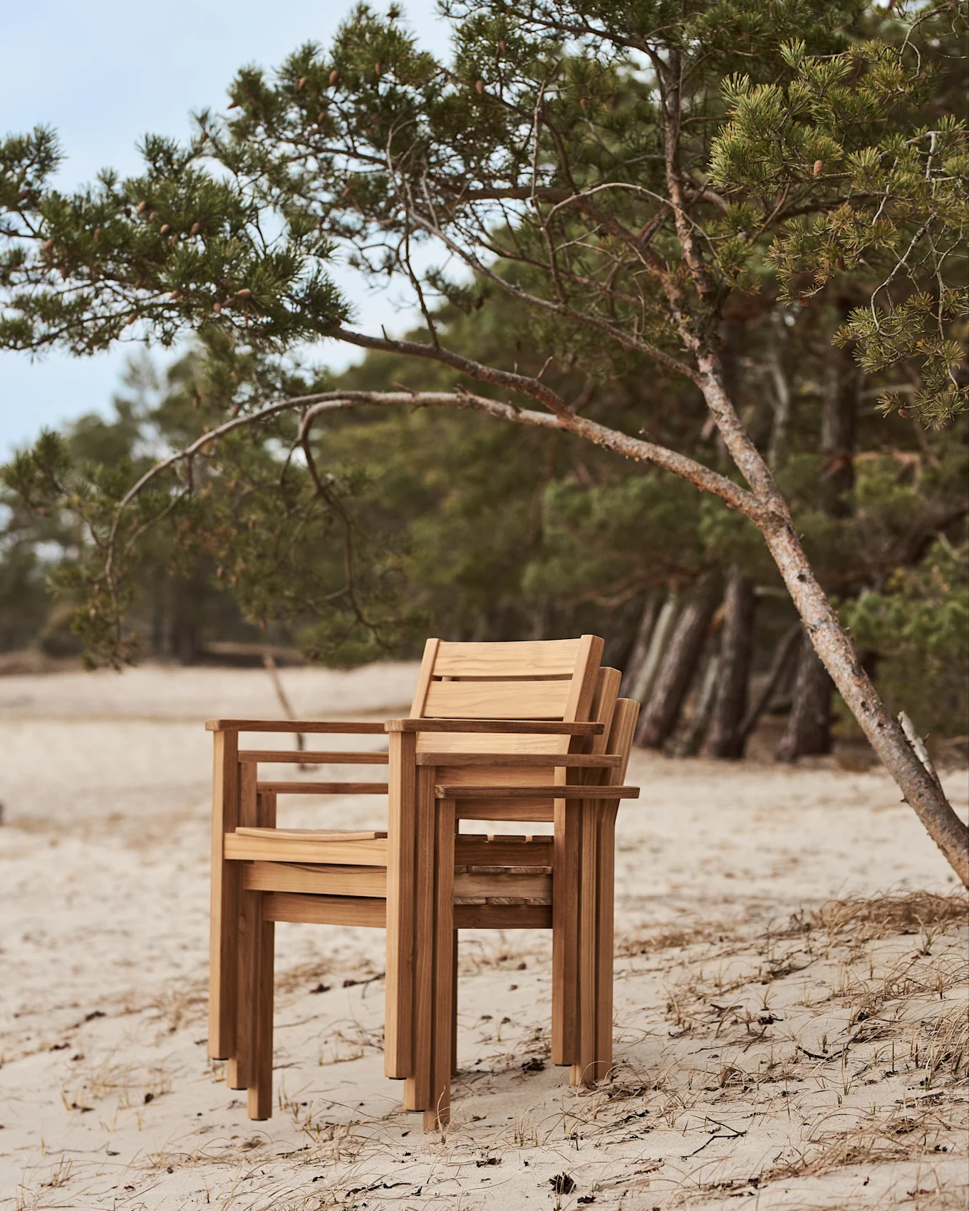 Pinottuja puutuoleja hiekkarannalla mäntypuun vieressä.