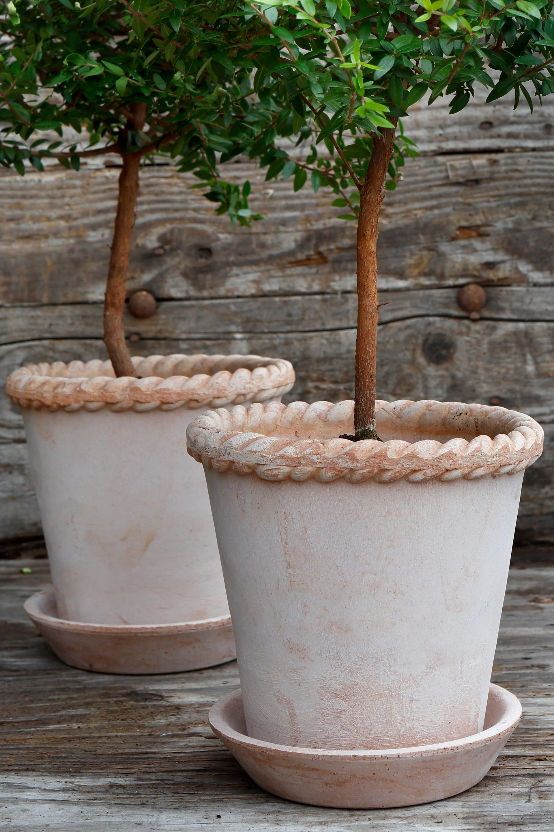 Tässä näet kaksi Bergs Potterin vaaleanpunaista Emilia-kukkaruukkua, joissa kummassakin on pieni puu, terassilla.